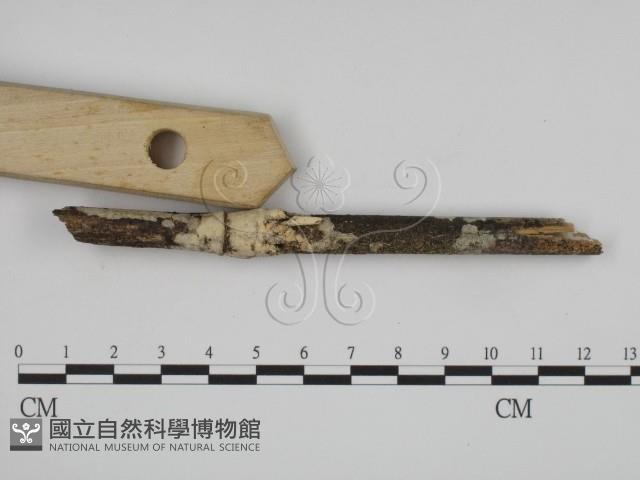 登錄號:F0015184藏品圖，第3張