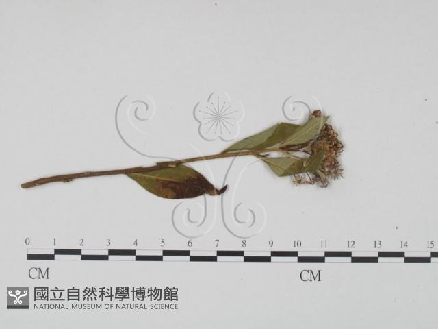 登錄號:F0019184藏品圖，第3張