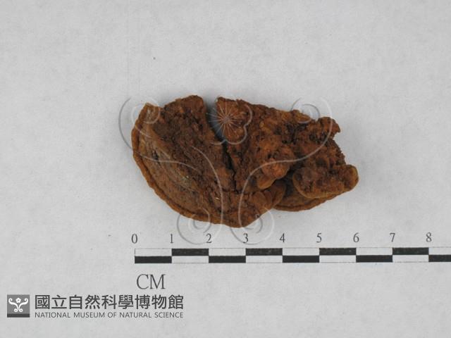 木層孔菌屬藏品圖，第3張