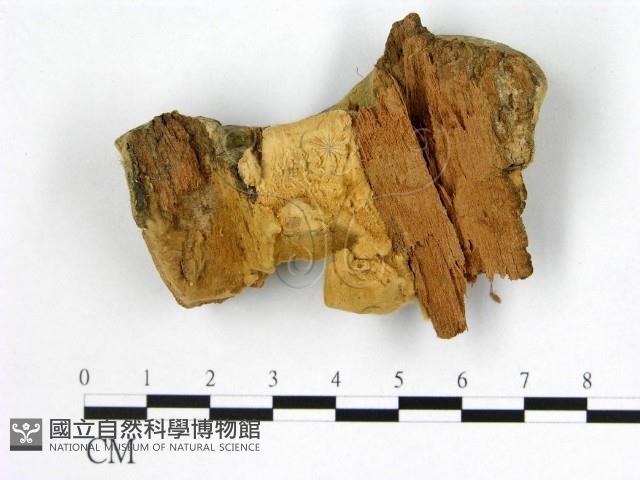 登錄號:F0008084藏品圖，第3張