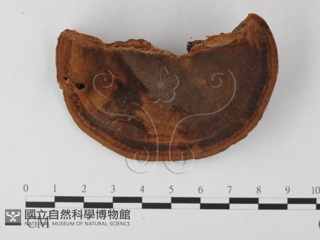 木層孔菌屬藏品圖，第3張
