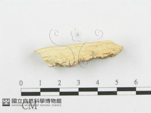 登錄號:F0006084藏品圖，第3張