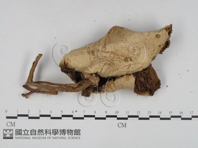 登錄號:F0016084藏品圖，第3張