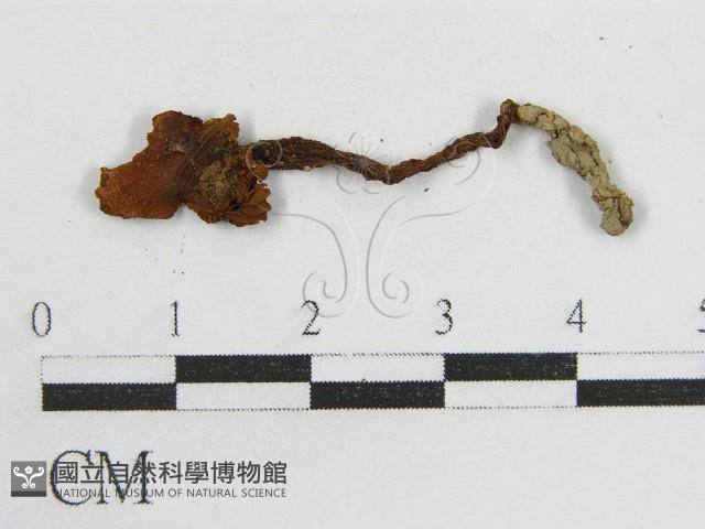 登錄號:F0011084藏品圖，第3張