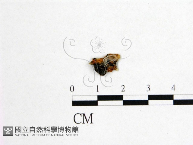 登錄號:F0002084藏品圖，第3張