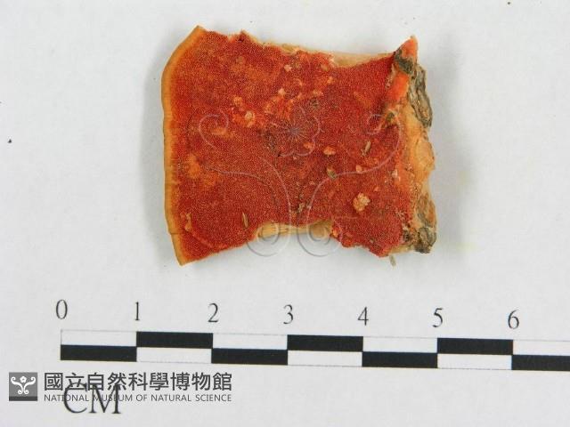 血紅密孔菌藏品圖，第3張