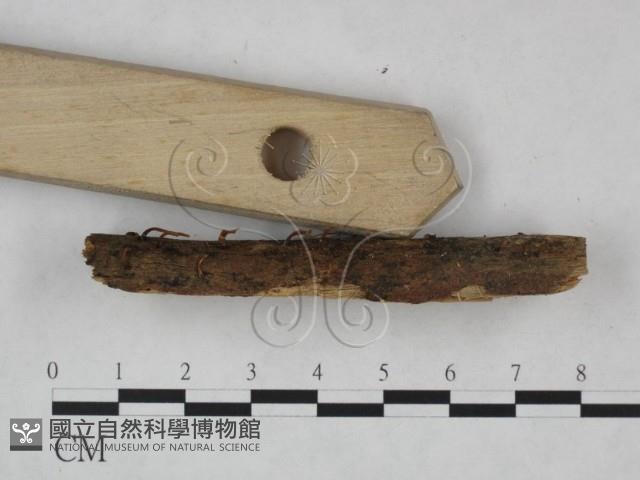 登錄號:F0025084藏品圖，第3張