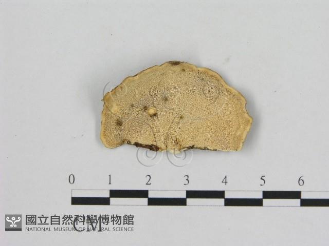 登錄號:F0015084藏品圖，第3張