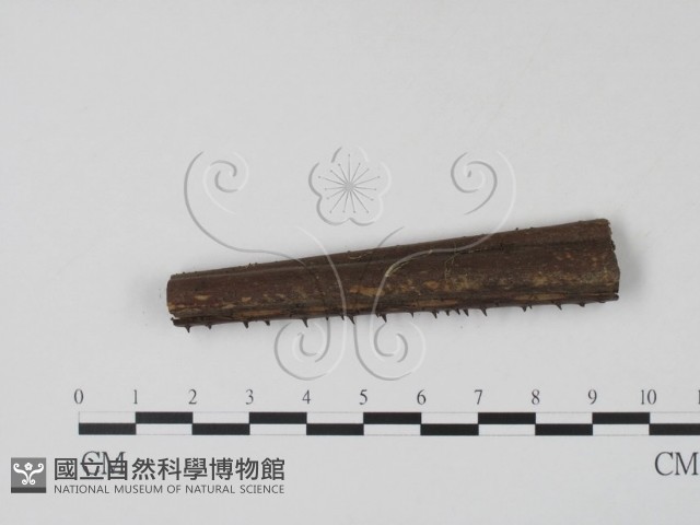 登錄號:F0003084藏品圖，第3張