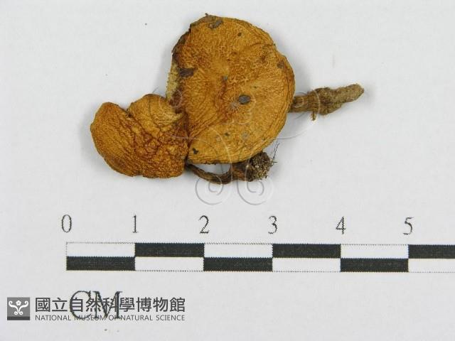 登錄號:F0008384藏品圖，第3張