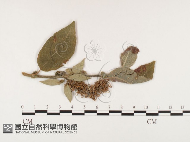 登錄號:F0026384藏品圖，第1張