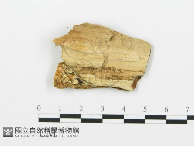 登錄號:F0006384藏品圖，第3張
