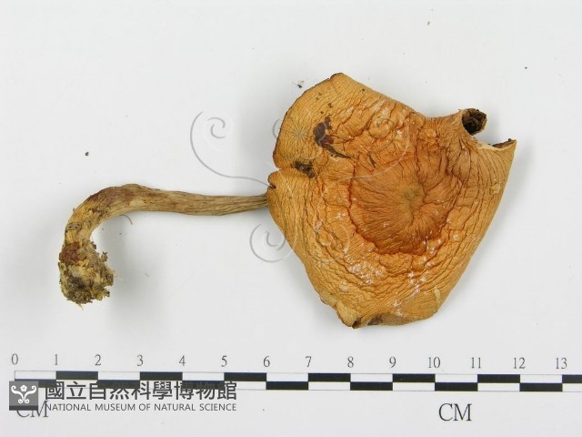 登錄號:F0016384藏品圖，第3張