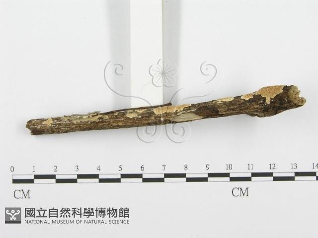 登錄號:F0001384藏品圖，第3張