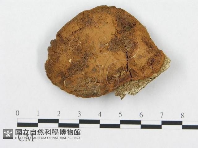 登錄號:F0011384藏品圖，第1張