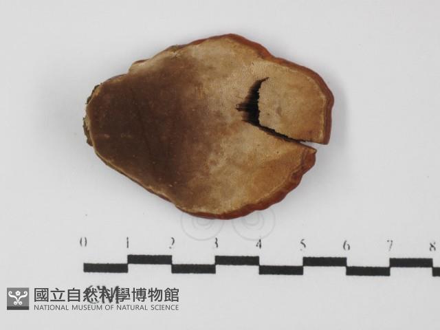 登錄號:F0031384藏品圖，第3張