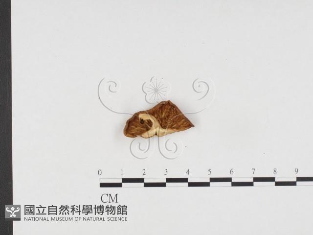 登錄號:F0024384藏品圖，第3張