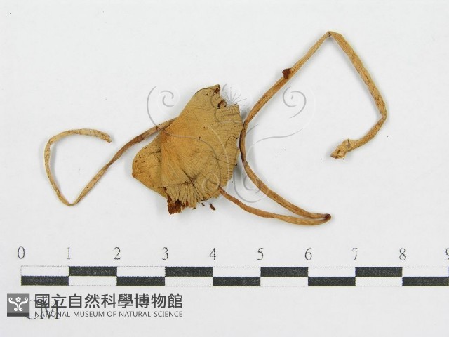 登錄號:F0004384藏品圖，第3張