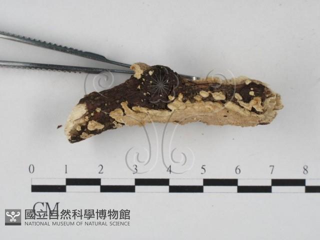 登錄號:F0022384藏品圖，第3張