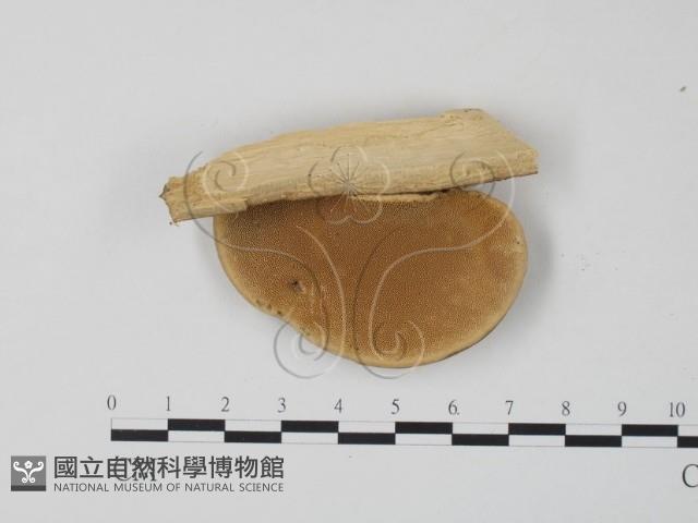 栓菌屬藏品圖，第3張