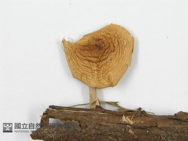 登錄號:F0012384藏品圖，第3張