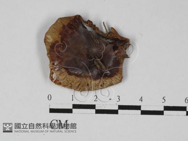 紅菇屬藏品圖，第3張