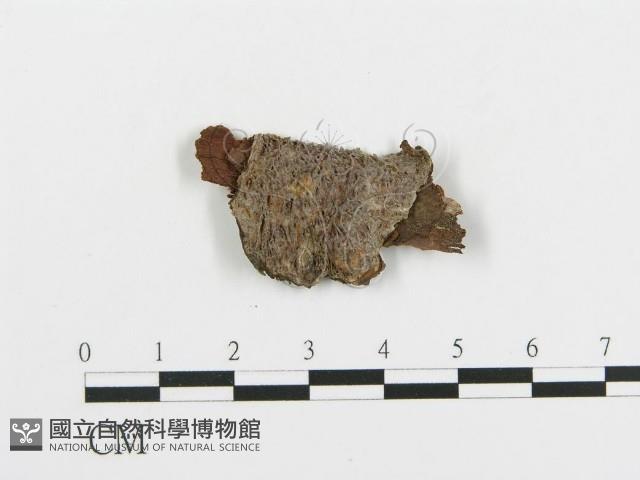 登錄號:F0017384藏品圖，第1張