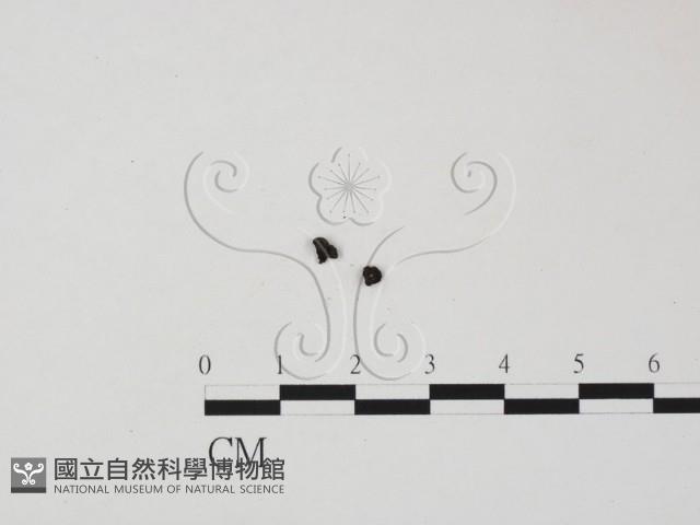 登錄號:F0005384藏品圖，第3張