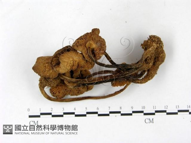 登錄號:F0023384藏品圖，第3張