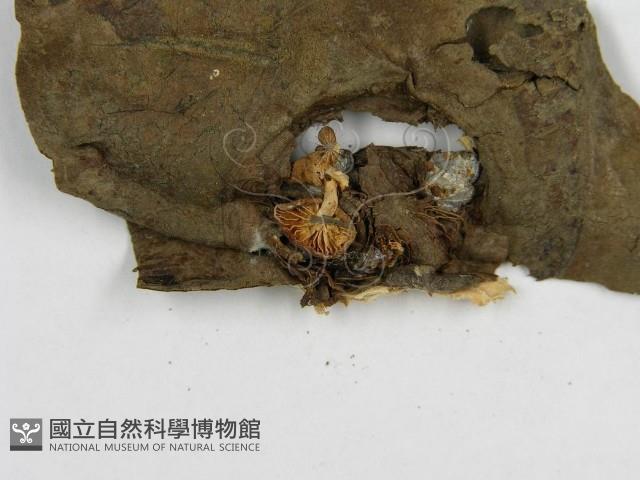 微皮傘屬藏品圖，第3張