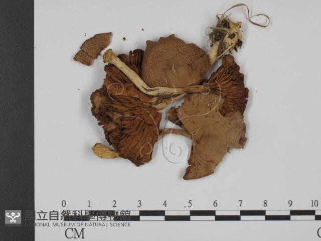 登錄號:F0008202藏品圖，第3張