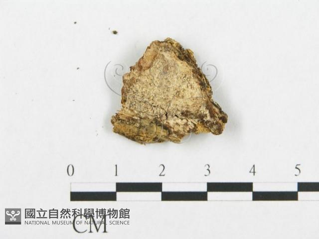 登錄號:F0007102藏品圖，第3張