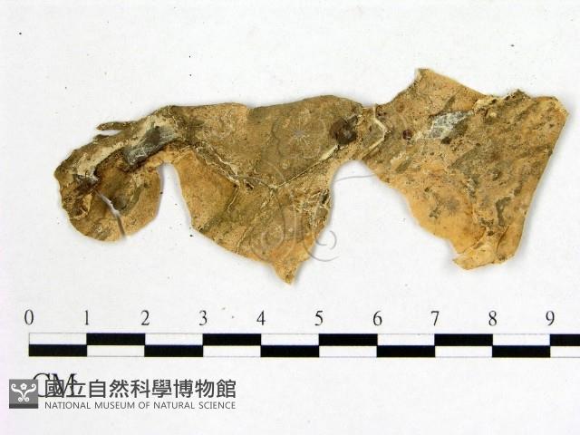 登錄號:F0009102藏品圖，第3張