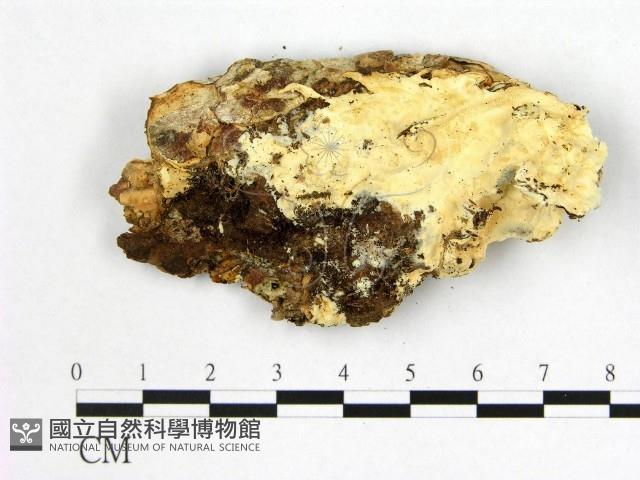 登錄號:F0006002藏品圖，第3張