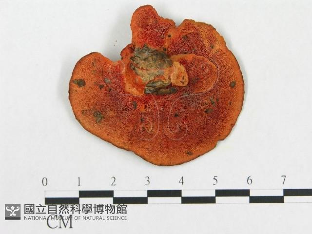 登錄號:F0004002藏品圖，第3張