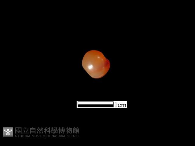 瑪瑙珠藏品圖，第1張