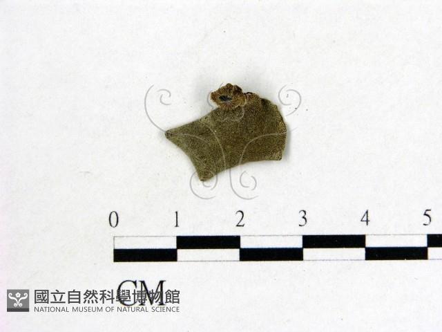 毛木耳藏品圖，第3張