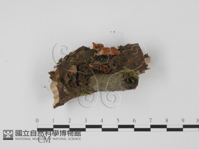 登錄號:F0008292藏品圖，第3張