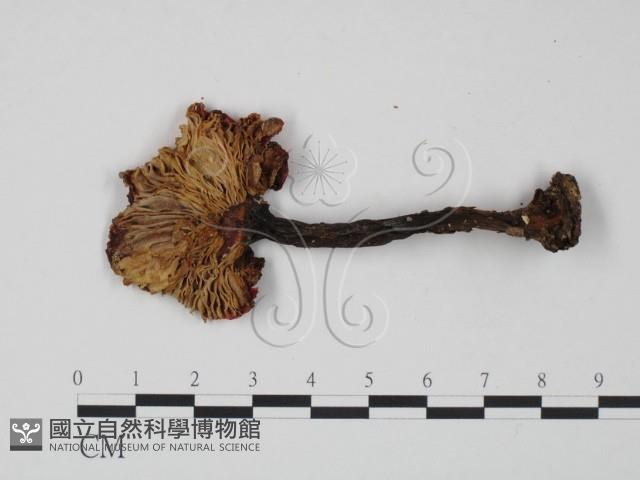 紅菇屬藏品圖，第3張