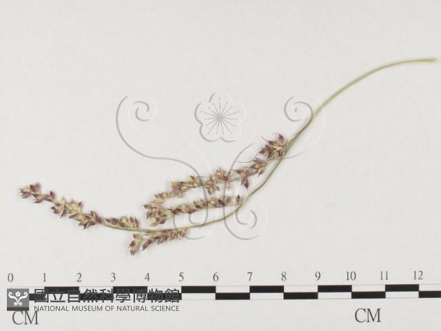 登錄號:F0026292藏品圖，第1張