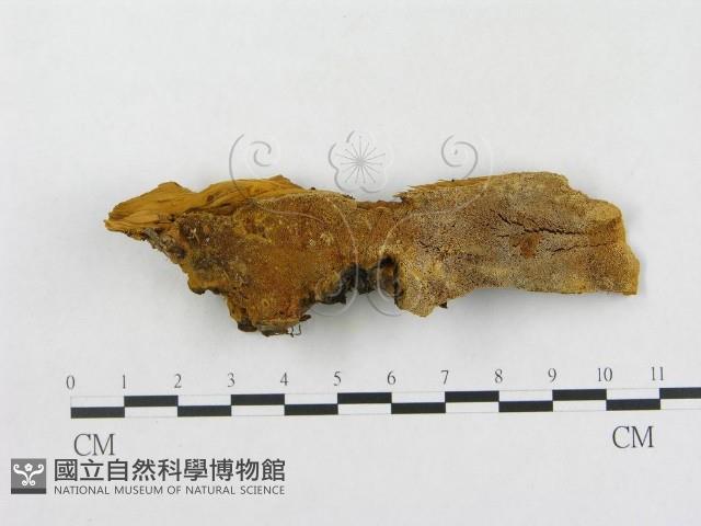 登錄號:F0006292藏品圖，第1張