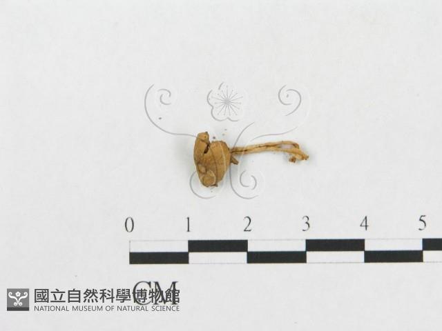 登錄號:F0016292藏品圖，第3張