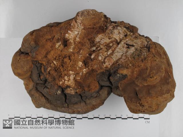 木層孔菌屬藏品圖，第3張