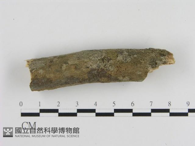 刺革菌屬藏品圖，第3張