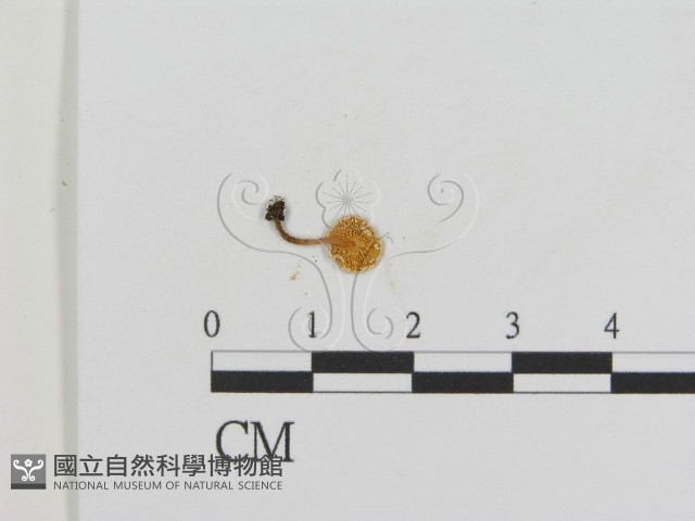 登錄號:F0014292藏品圖，第3張