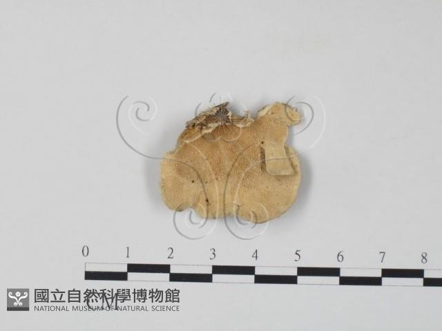 雲芝藏品圖，第3張