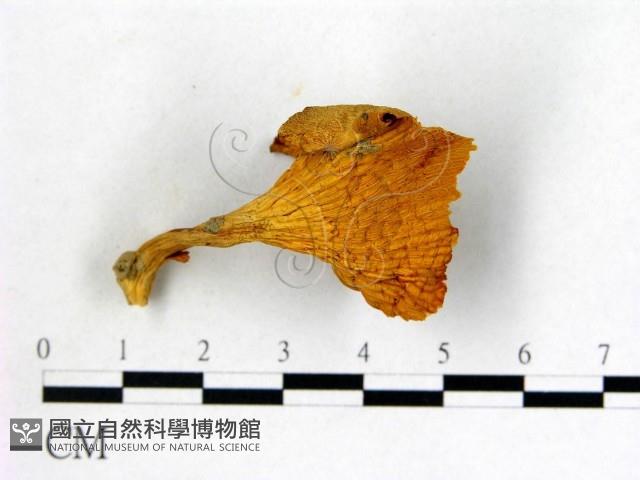 登錄號:F0002292藏品圖，第3張