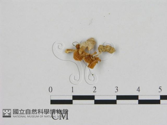 登錄號:F0012292藏品圖，第3張