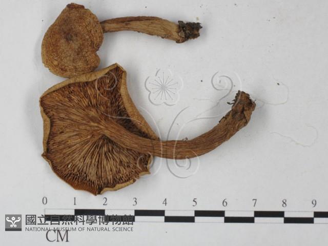 登錄號:F0027292藏品圖，第3張