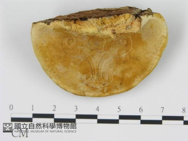 松生擬層孔菌藏品圖，第1張